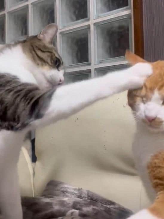 出所：@Neko2Obasan