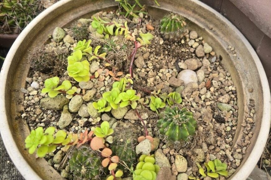 植木鉢に落ちていた「何かの卵のようなもの」に注目集まる　「スッポンかも？」「カメっぽいな」