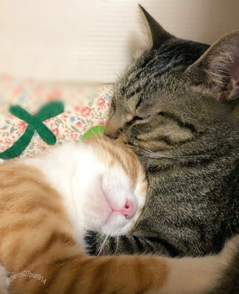 出所：@mero627puri914