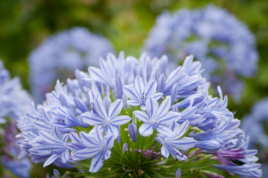 Agapanthus/shutterstock.com