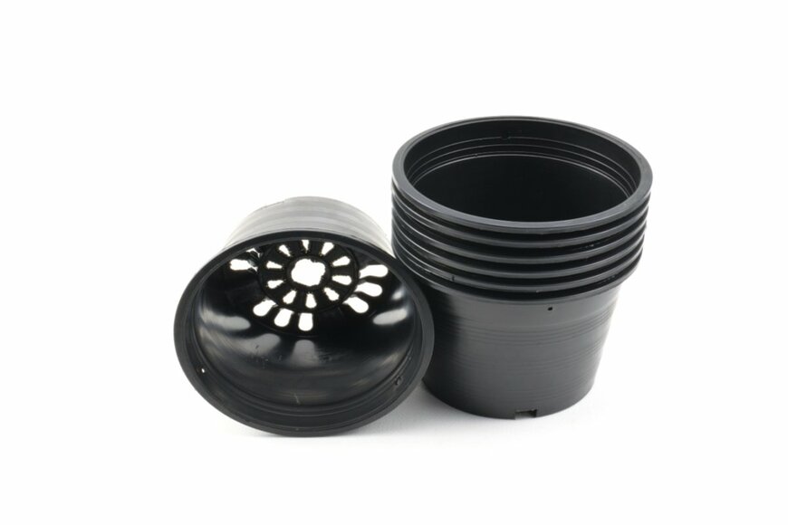 Cattlaya Art/shutterstock.com