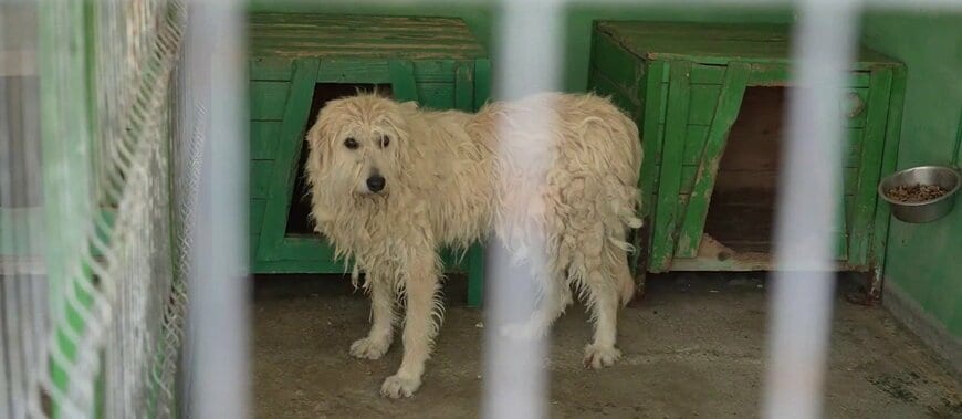「今はひどい状態に見えます」毛が固くもつれた状態で保護施設に来た大型犬、トリミングで見違える姿に