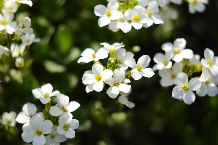 Kaprisova/Shutterstock.com