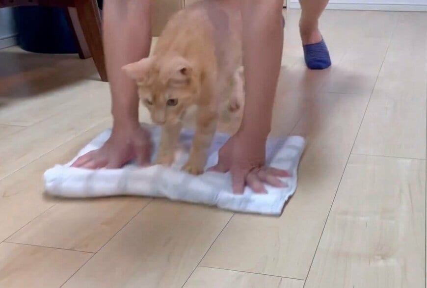 出所：＠Teagle_Noir