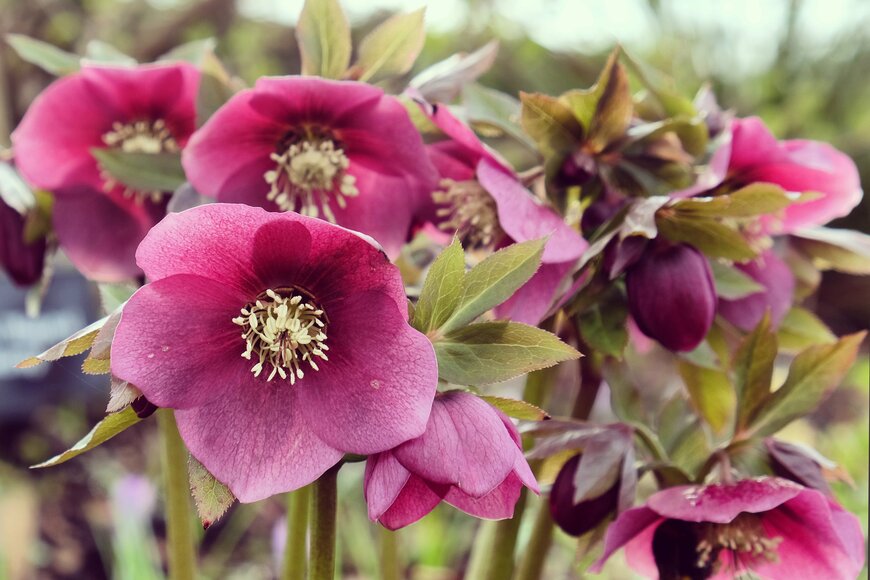 Alex Manders/shutterstock.com