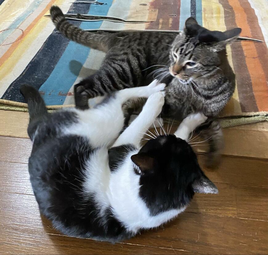 出所：@00shitemita