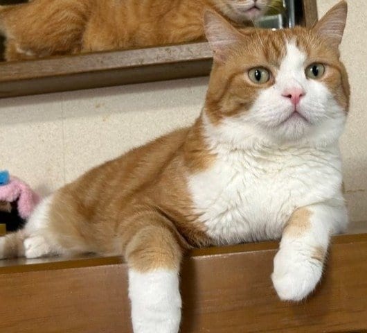 出所：@Beercat_Ana_Dar