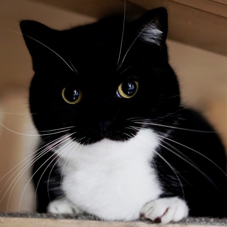 出所：＠unicouniuni3