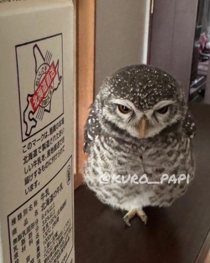 【不満げ】表情豊かなフクロウ　ママが不在で渋々パパにおねだりする姿が可愛い！