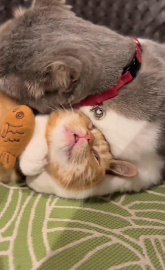 出所：＠mocchinokimochi