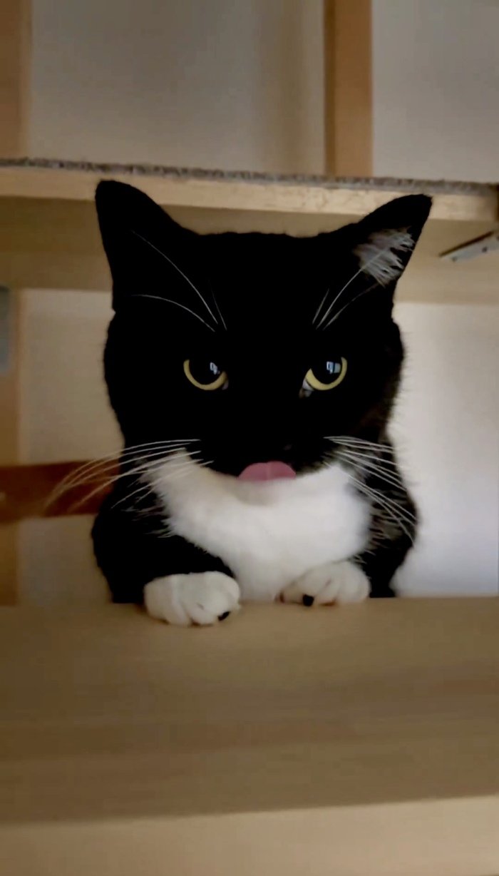 「もっと…」おやつを食べ終えた猫ちゃん、“おかわり”をアピールする表情が可愛すぎると話題！