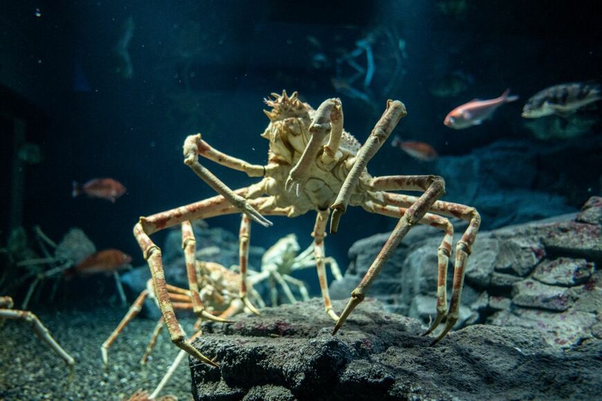 水族館で見つけたカニの「謎行動」　人間に見せつけるような姿に興味津々