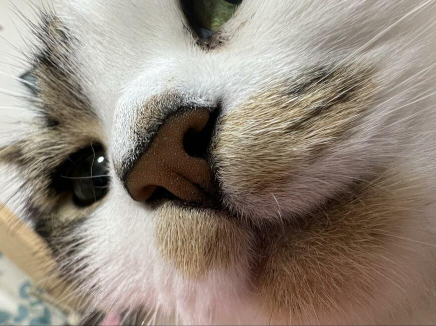 出所：@torotolo106106