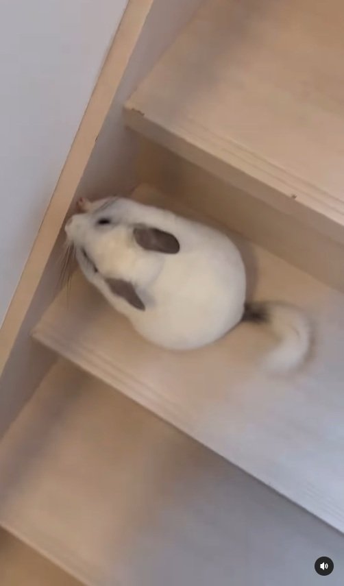 出所：＠ohagitopapa