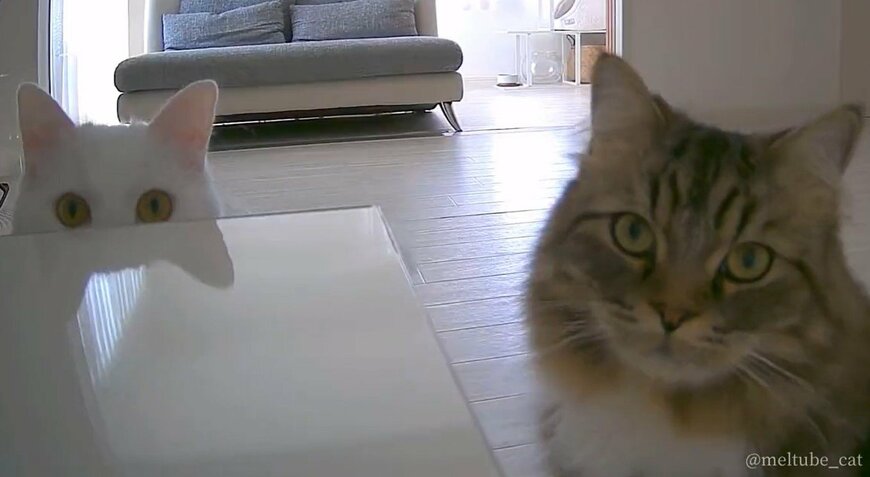 出所：@meltube_cat
