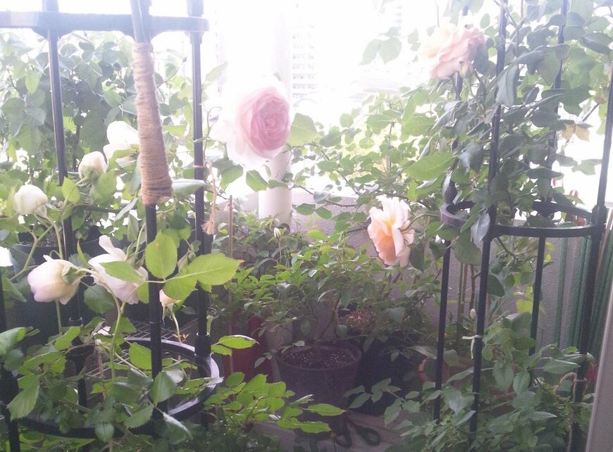 ベランダで鉢植えにしたつるバラ（LIMO編集部）