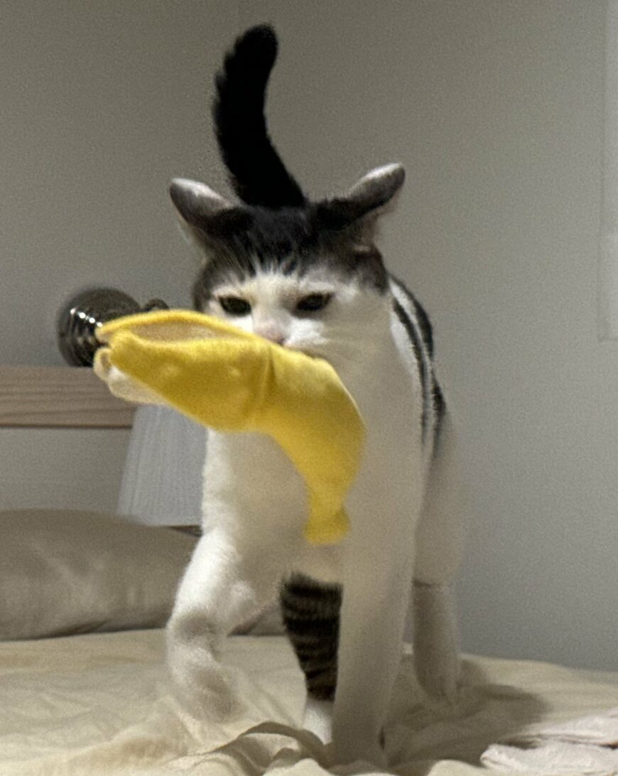 出所：@Saeroyi_cat