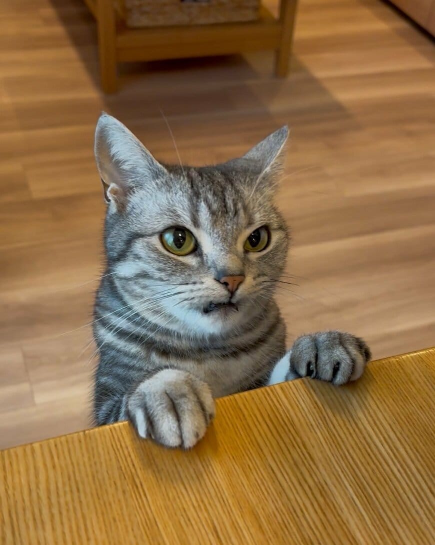 怒ってる？パパに切られた爪を、険しい顔で見せにきた猫…テーブルに前足をかけて訴える表情がほほえましい