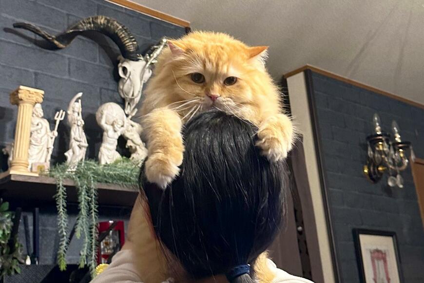 出所：@NEKOLAND13