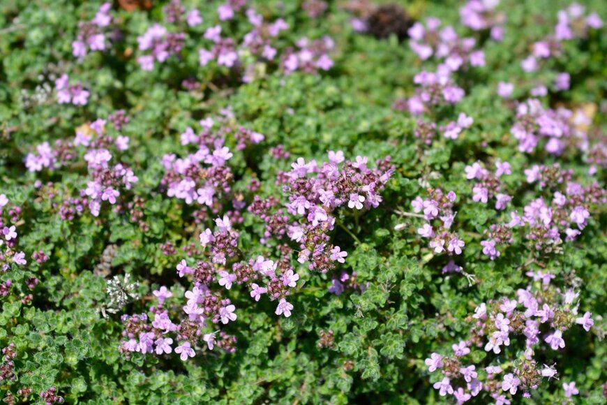 Nahhan/istockphoto.com