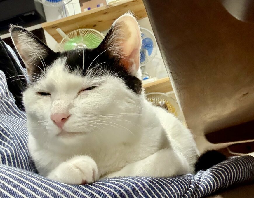 出所:@omochi_nam01