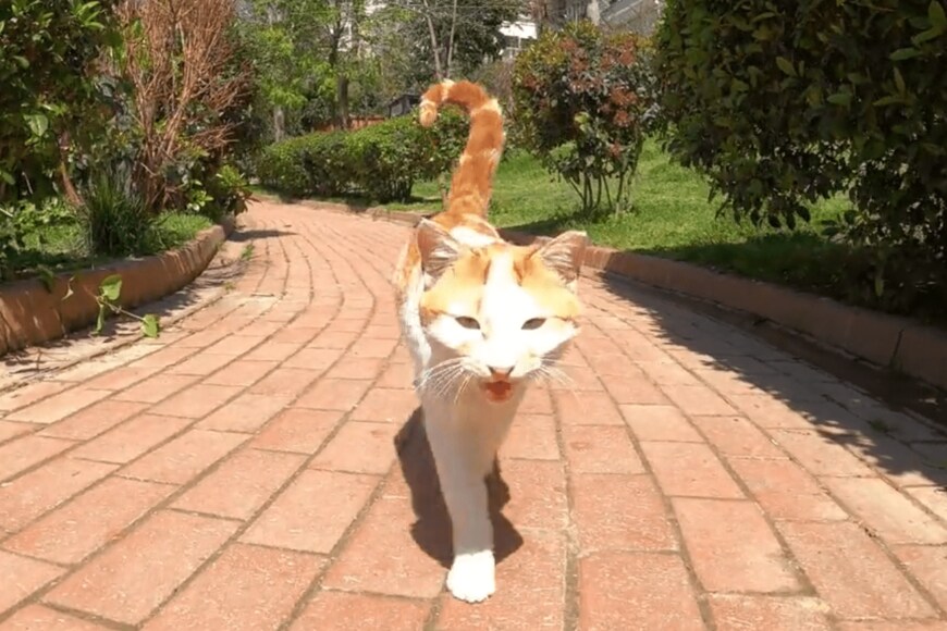 出所：@nekosanpoch