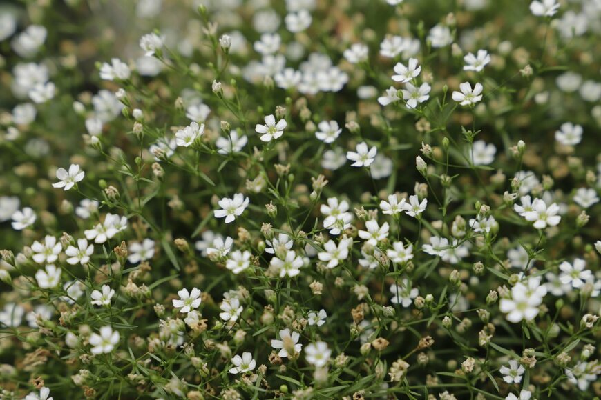 Cora Unk Photo/Shutterstock.com