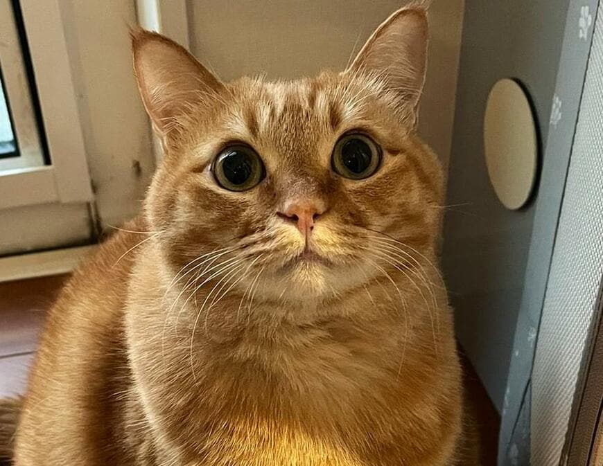 出所：@kagisuzu0531