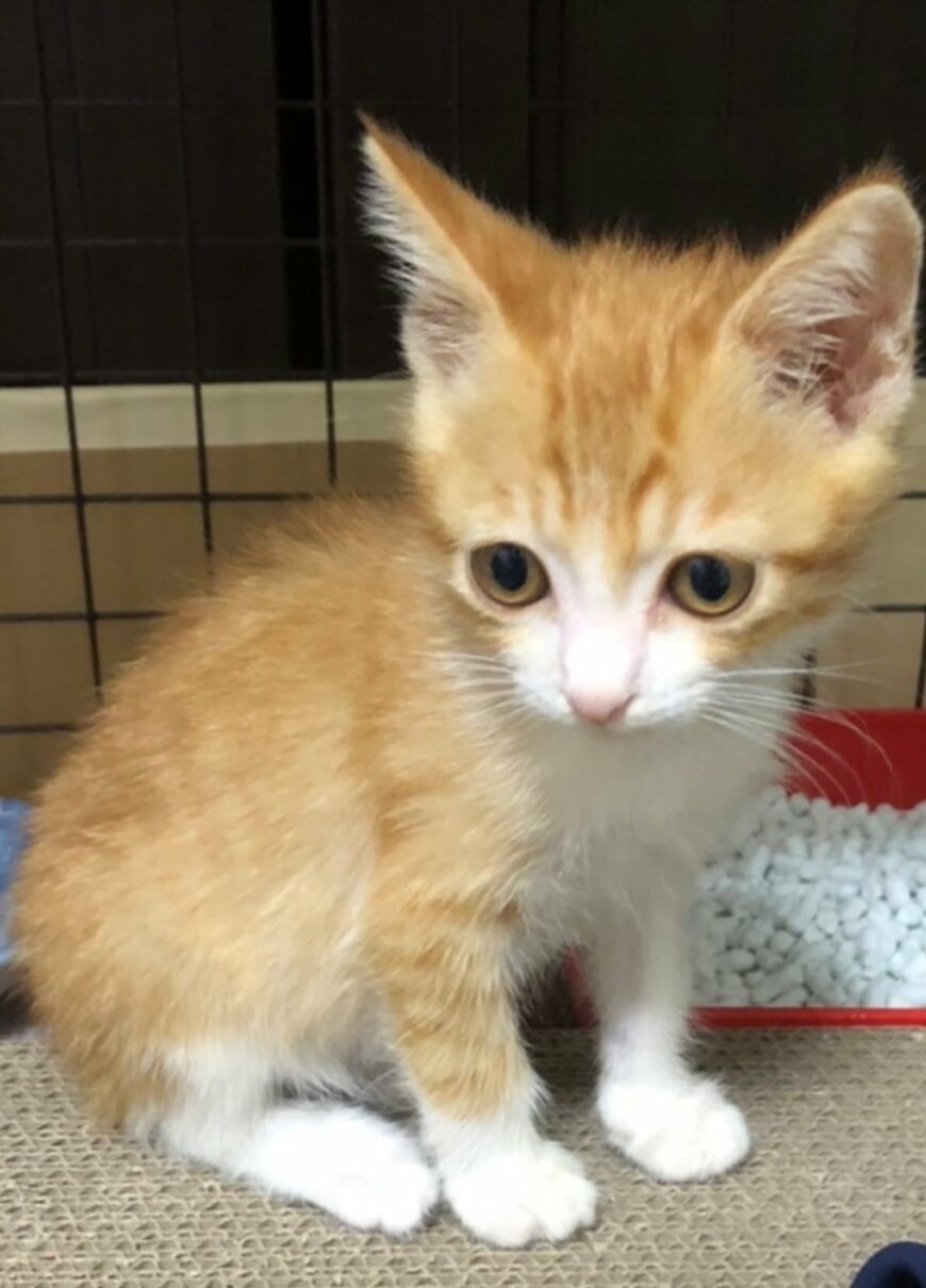 出所：@mero627puri914