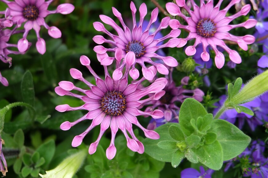【ガーデニング】庭や花壇をオシャレに！春の花オススメ10選、1種類だけ植えても華やかな雰囲気