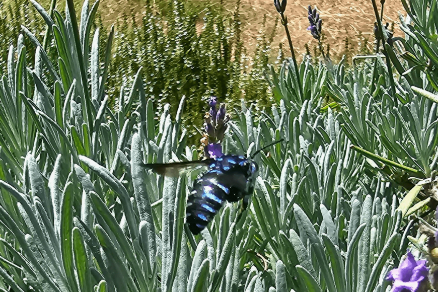 ラベンダー畑で発見されたハチに目を疑う　「こんな綺麗がハチがいたのか」との声