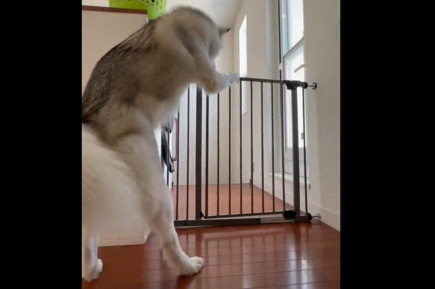 ダブルロックのゲートを開けるハスキー犬さん「賢い」と驚きの声