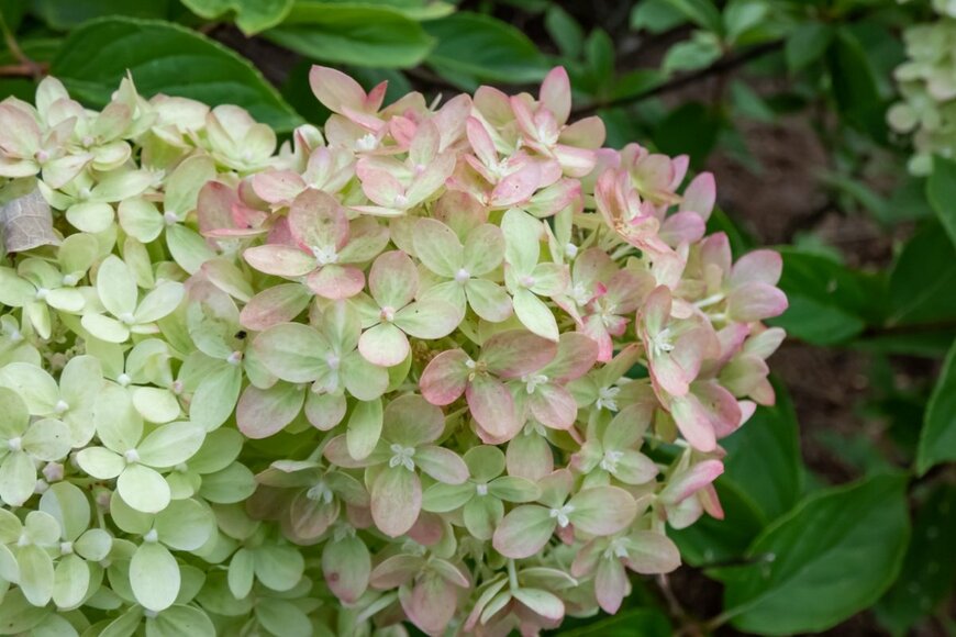 アジサイの花。リトルライム