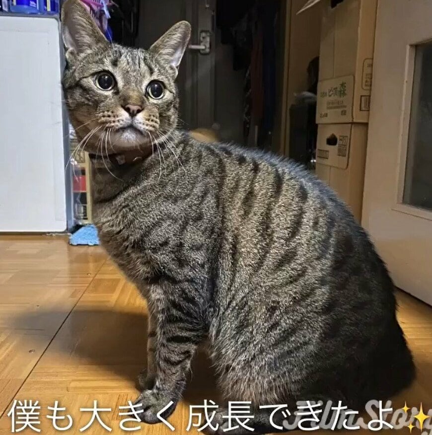成長した猫