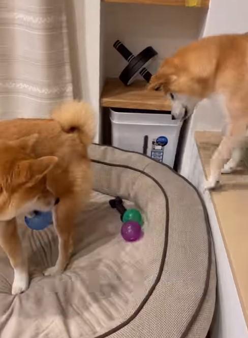 おもちゃをくわえる犬