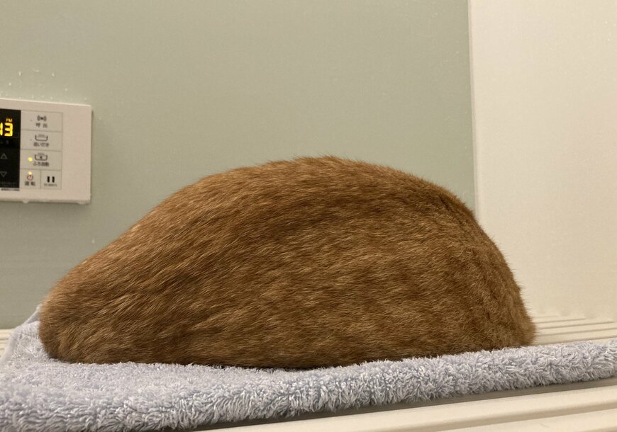 お風呂のふたの上で眠る丸い生き物