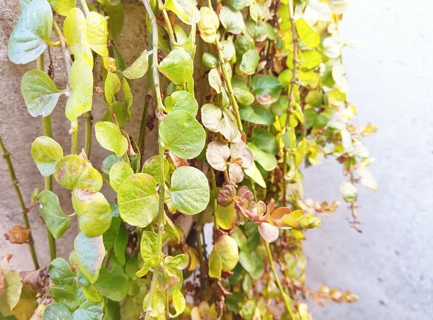 ライムグリーンの葉をつけている、リシマキア・ヌンムラリア