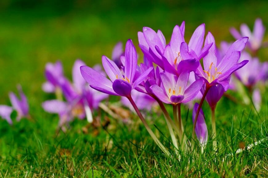 紫色の花を咲かせている、コルチカム