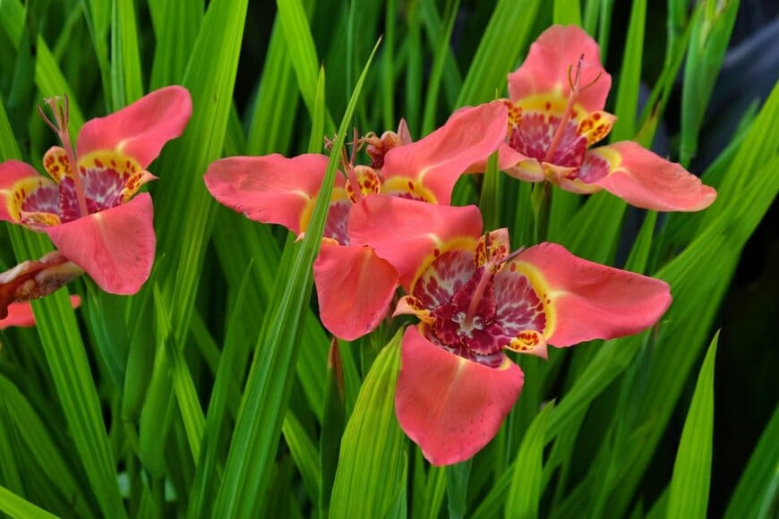 中心に斑点模様がある赤いチグリジアの花々