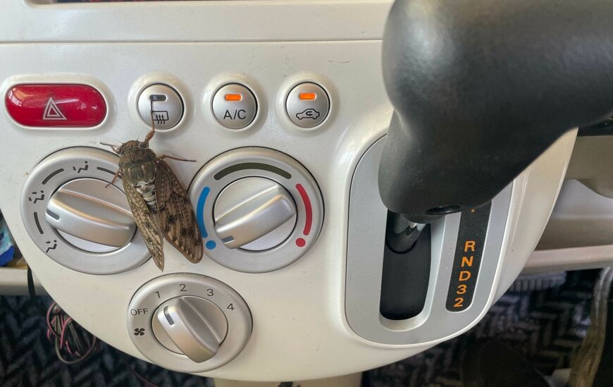 蝉がとまった車の操作パネル