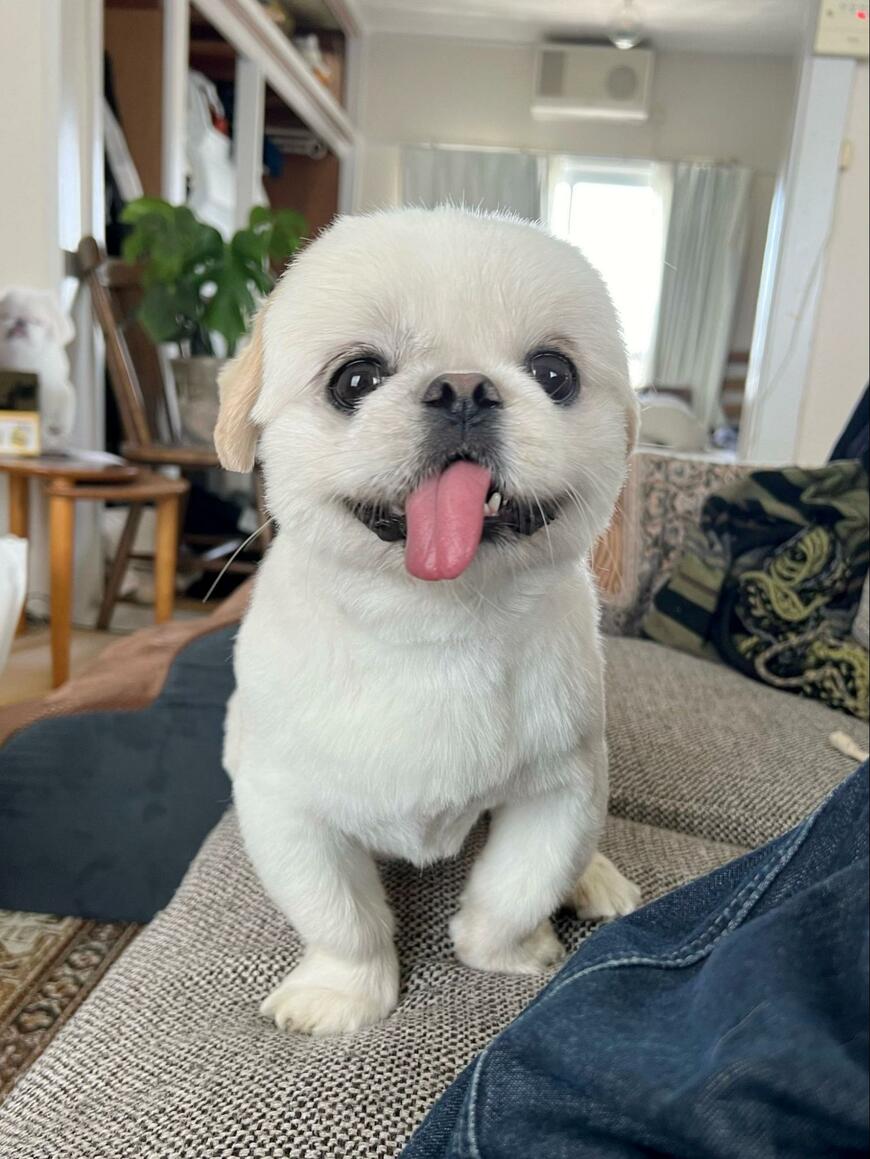 トリミング後の犬