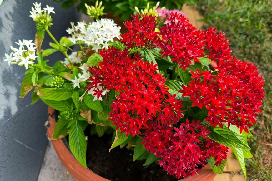 プランターに咲いている、赤と白の小花