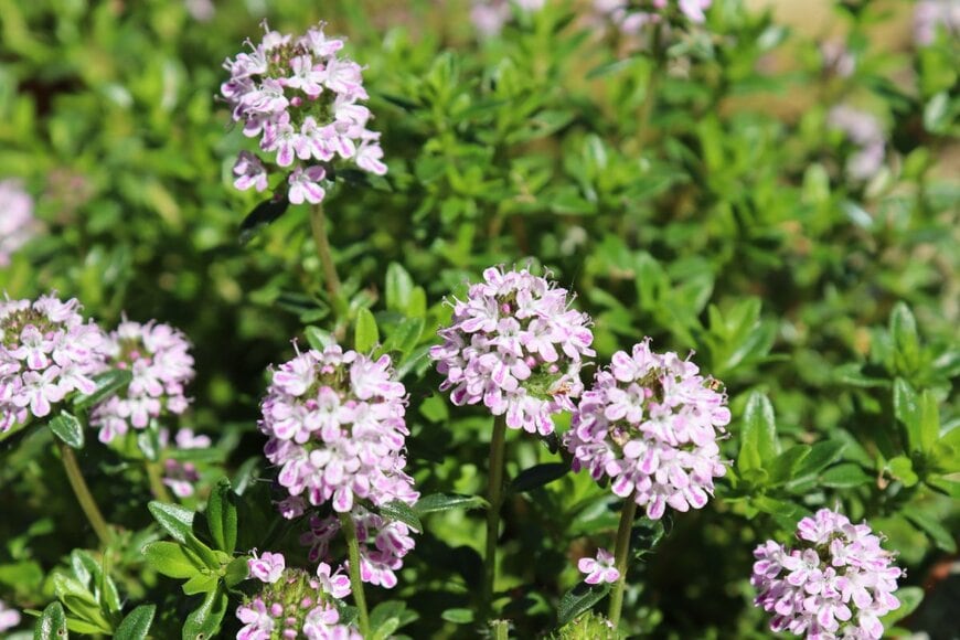 薄桃色のクリーピングタイムの小花