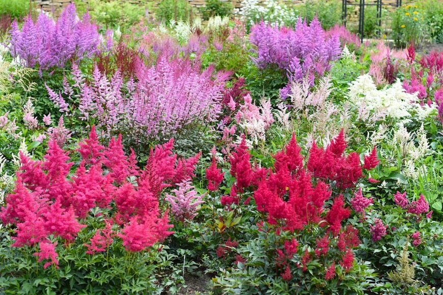 アスチルベの花が咲いている。色は赤、紫、ピンク、白。