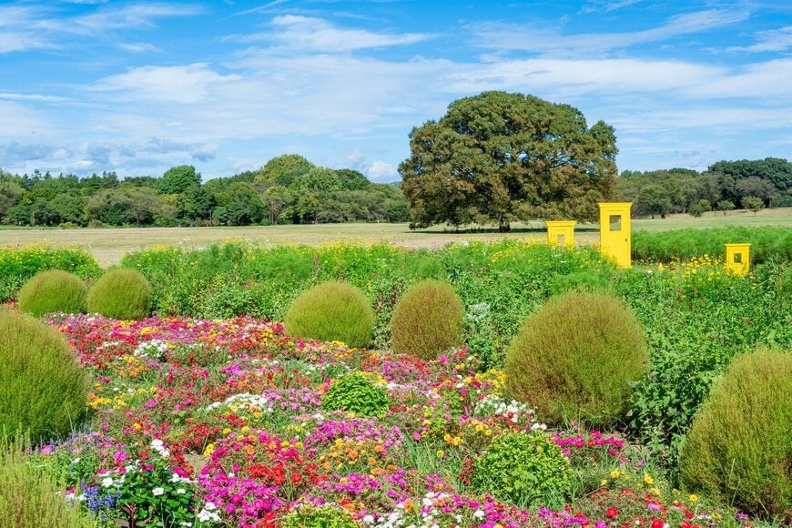 国営昭和記念公園 みんなの原っぱ