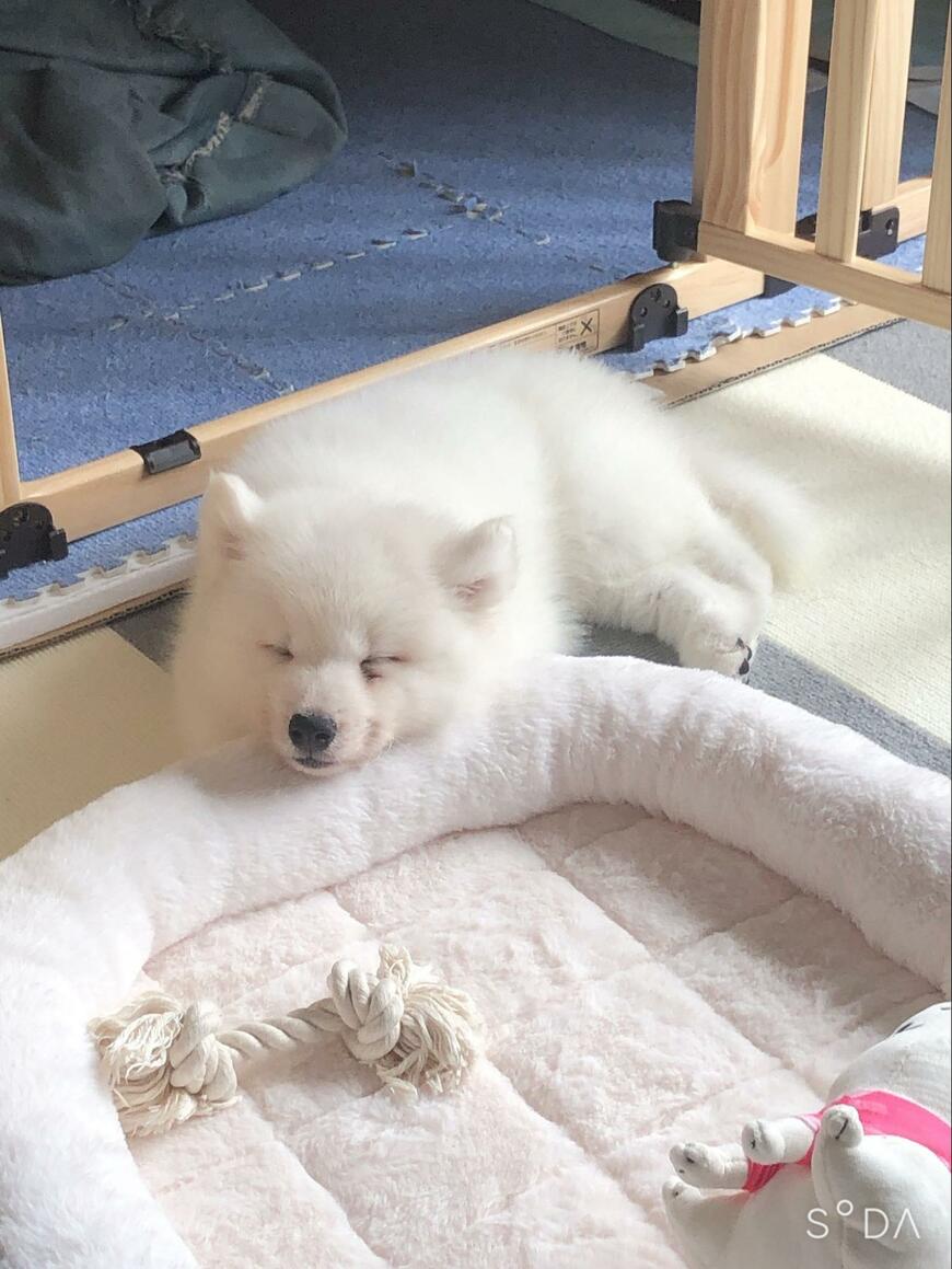 サモエド子犬
