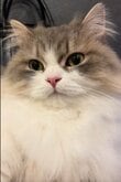 【REC】最近の猫ちゃんはスマホも使いこなします！自撮りの画角が独特で思わず爆笑