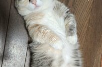 これじゃあ出勤できない…！？SNSで注目を浴びる猫さんの写真