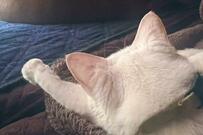 飼い主が「起きて最初に見た光景」犬と猫に反響続出「チョコレート饅頭」