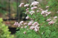 ローメンテで「植えてよかった」植えっぱなしで毎年秋や冬に花が咲く「秋植え多年草」おすすめ9選